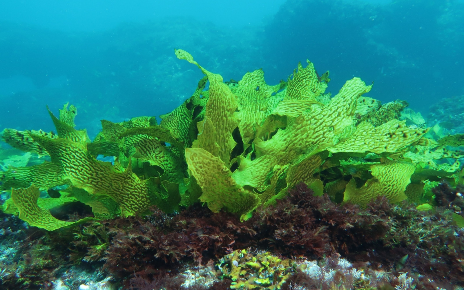 Wie wirkt sich der Klimawandel auf den Seetang im Riff vor Australien aus