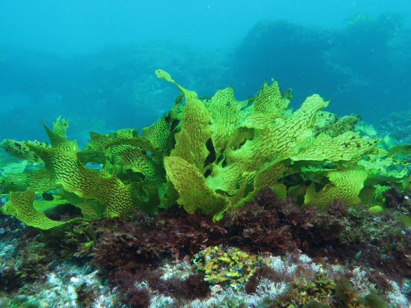 Wie wirkt sich der Klimawandel auf den Seetang im Riff vor Australien aus