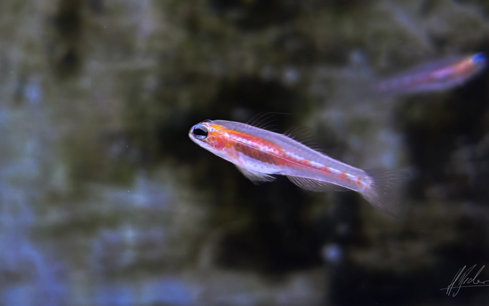 Was sagt uns der kleine Fisch namens Maskierte Grundel über die Gesundheit eines Korallenriffs?